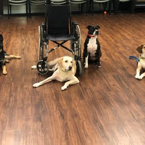 Dog Classes